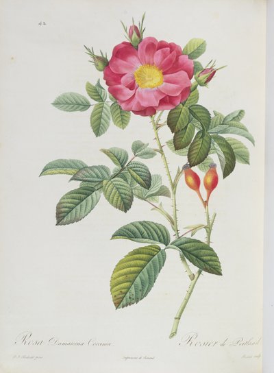 Rosa Damascena, uit 